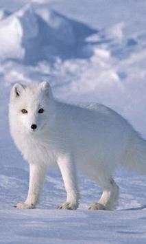 Arctic Fox Wallpapers screenshot 1