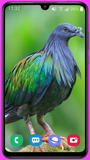 Pigeon Wallpaper Best HD screenshot 12