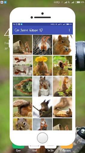 Squirrel Wallpaper screenshot 5