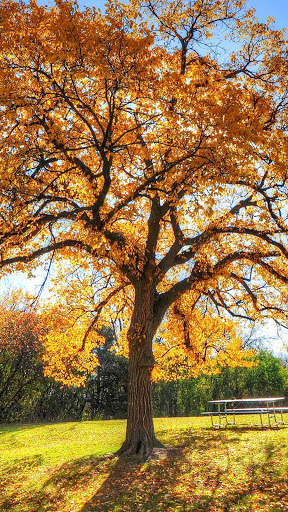 Autumn Wallpapers HD & 4k Backgrounds screenshot 1