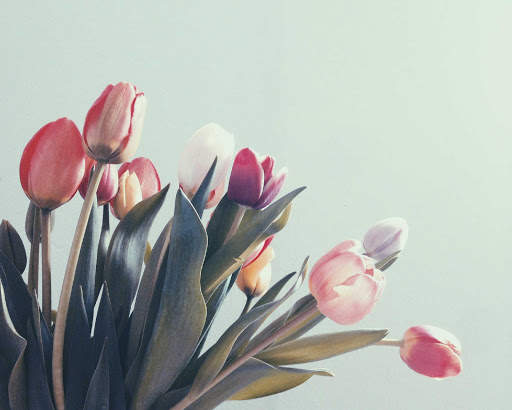Tulips Wallpapers HD & 4k Backgrounds screenshot 20
