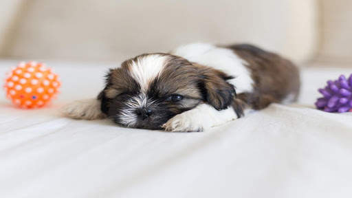 Cute Puppy Dog Wallpaper screenshot 2