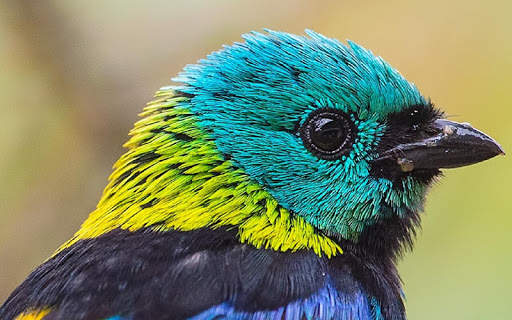 Green headed tanager Bird wallpapers hd screenshot 6