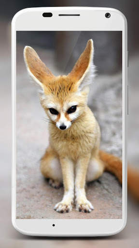 Fox Wallpaper HD 3 تصوير الشاشة