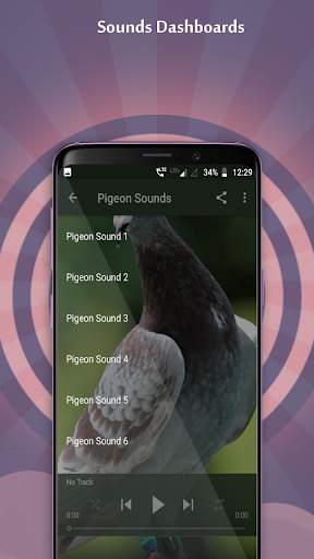 Pigeon Sounds скриншот 5