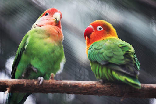 Birds Jigsaw Puzzles HD screenshot 6