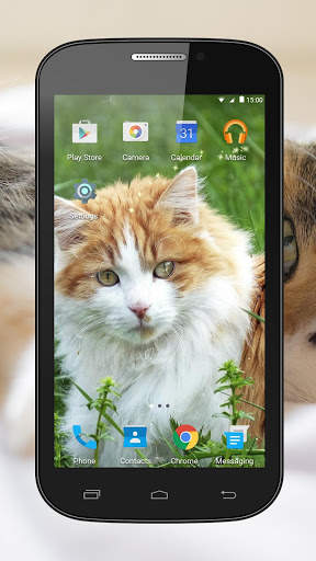 Cats Live Wallpaper screenshot 1