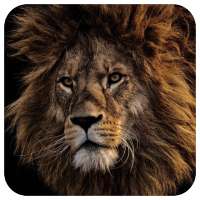 Lion King Wallpapers - Best Lion Wallpapers HD logo