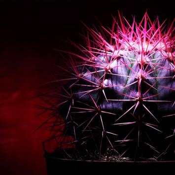 Cactus Live Wallpaper screenshot 1