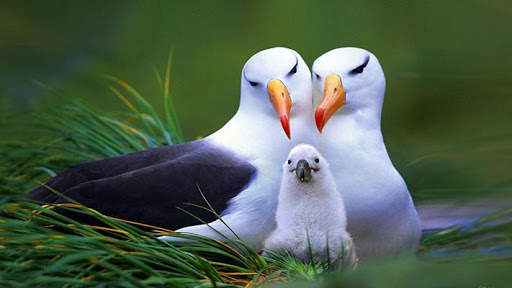 Beautiful Birds स्क्रीनशॉट 4