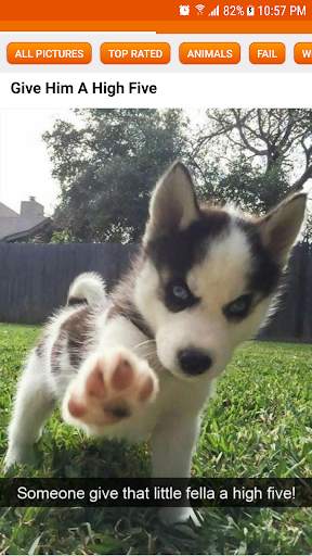 Daily Funny Pictures & Gifs screenshot 2