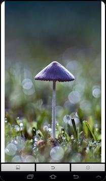 Mushroom Live Wallpaper screenshot 3