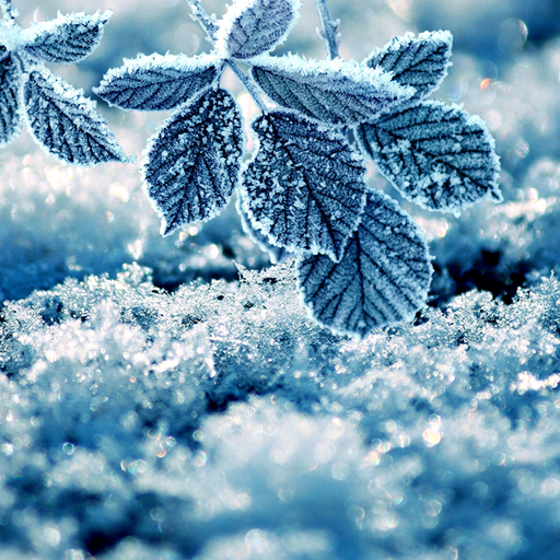 ikon Winter Live Wallpaper