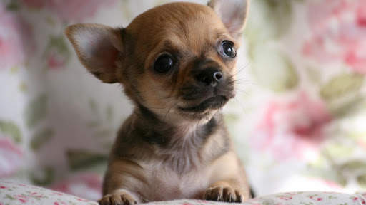 Chihuahua Wallpaper HD & 4k Backgrounds screenshot 11