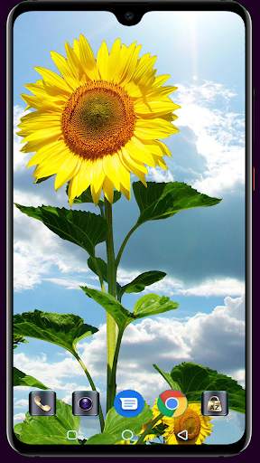 Sunflower Wallpaper 4K Latest स्क्रीनशॉट 10