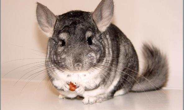 Chinchilla wallpapers screenshot 1