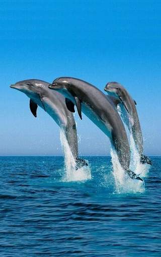 Dolphin Live Wallpaper HD screenshot 10