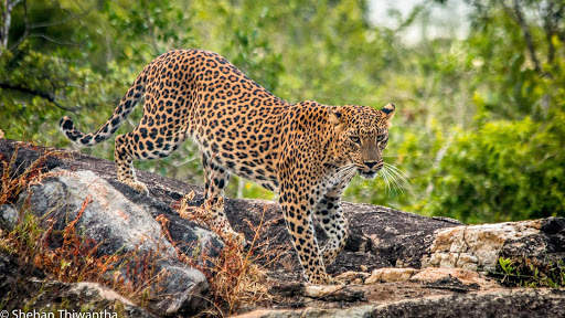 Leopard Live Wallpaper (Wallpapers & Backgrounds) 8 تصوير الشاشة