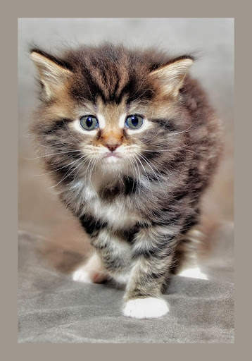 Cat HD Wallpaper 😻😻 screenshot 4
