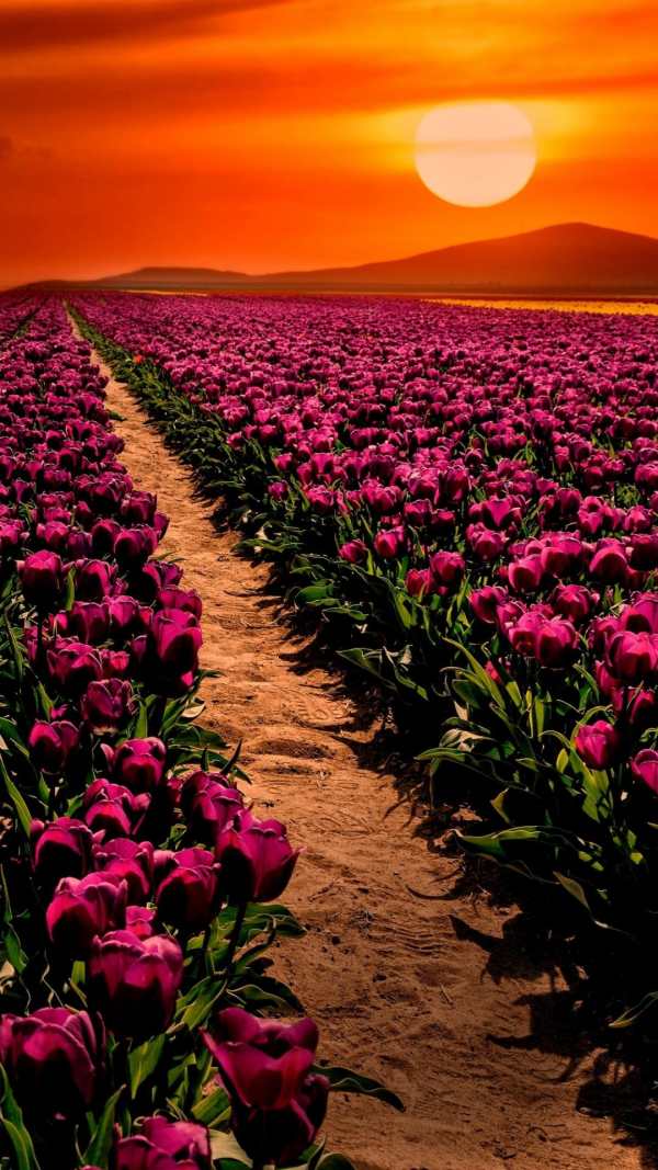 Garden wallpaper screenshot 8
