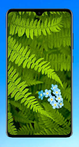 Wallpaper For Asus Zenfone Max M2 screenshot 8