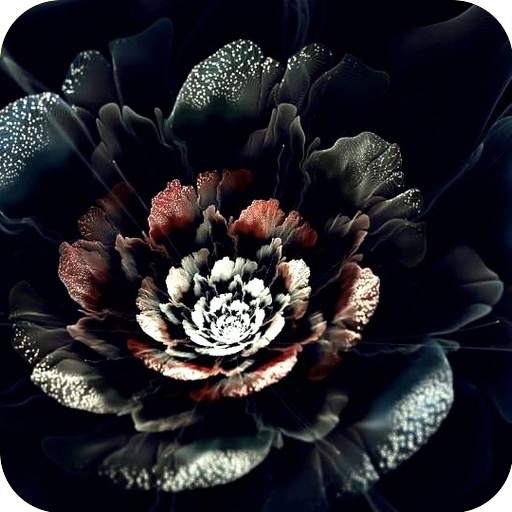 Black Rose Wallpaper 1.4
