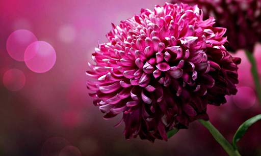 Flower Wallpaper HD screenshot 2