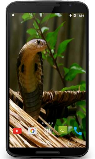 Cobra Video Live Wallpaper screenshot 1