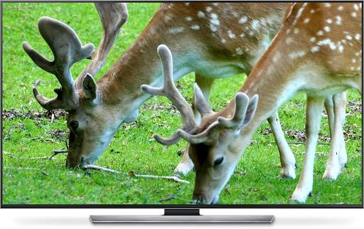 Wild Animals for Chromecast TV screenshot 3