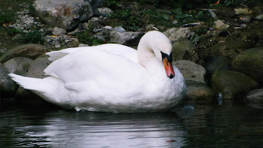 Swan Live Wallpaper : 7fon & LWP screenshot 8