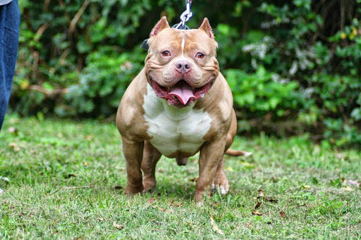 Pitbull HD Wallpaper New 2019 screenshot 5