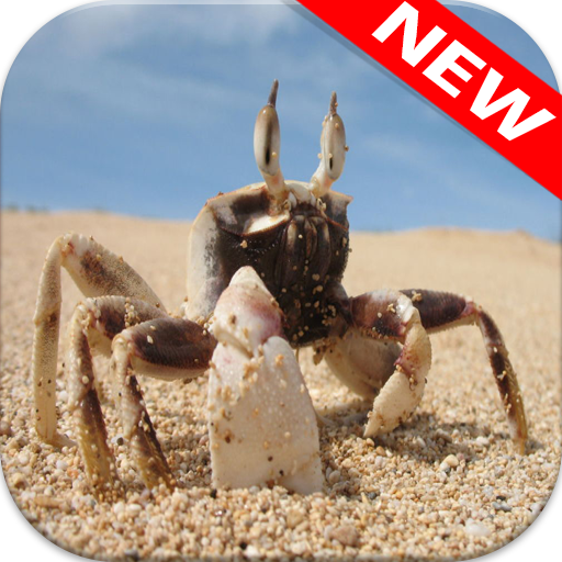Crab Wallpapers icon