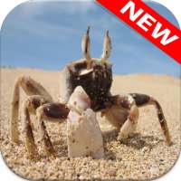 Crab Wallpapers on 9Apps