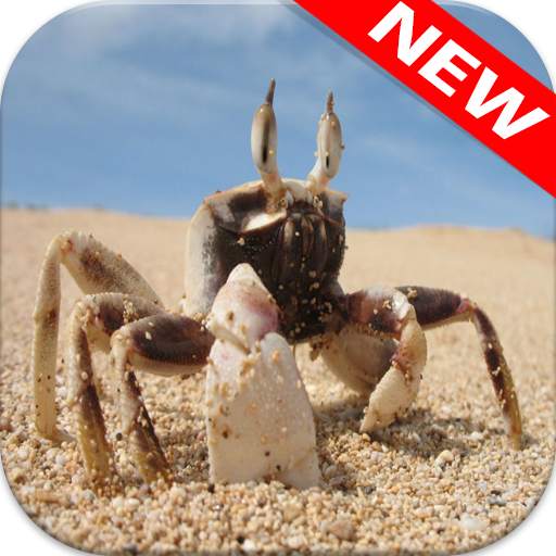 Crab Wallpapers 4.0.0