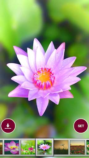 Flower wallpaper screenshot 1