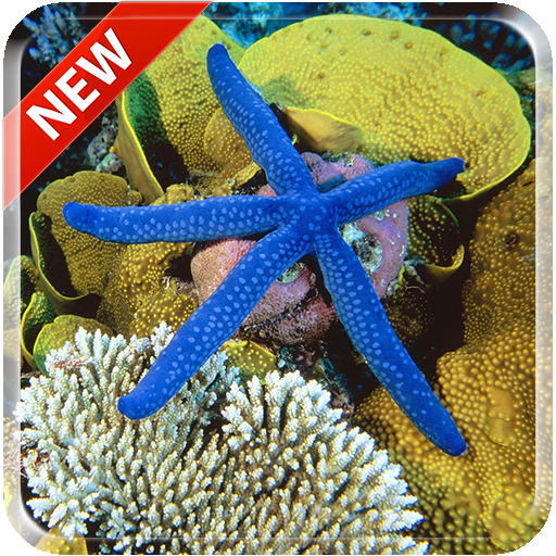 Starfish 3D Free Live Wallpaper icon