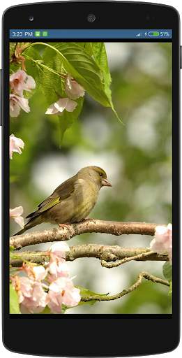 Bird Wallpapers HD स्क्रीनशॉट 6