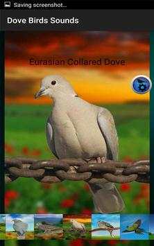 Dove Birds Sounds screenshot 8