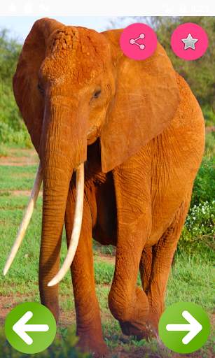 Animals Name and Pictures скриншот 1