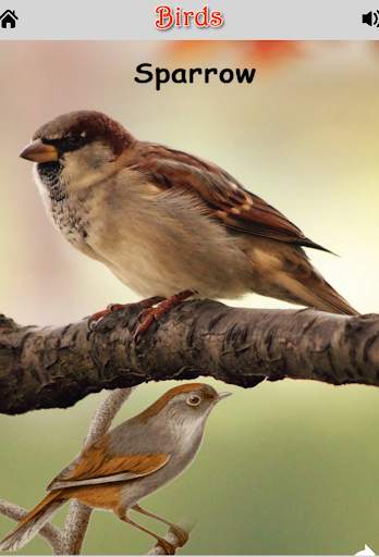 Animals, Birds and Insects Sound स्क्रीनशॉट 9