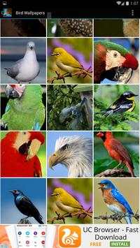 Bird Wallpapers screenshot 3