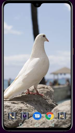 HD Pigeon Wallpaper screenshot 16