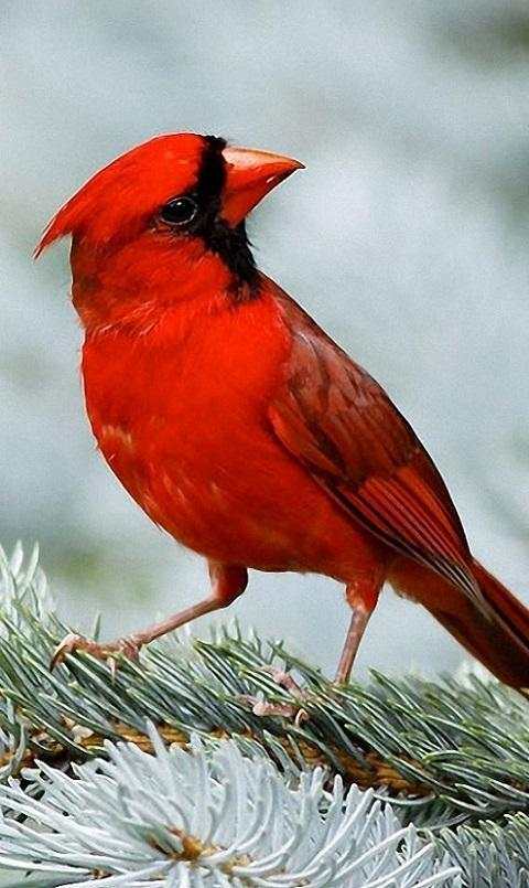 Birds Live Wallpapers screenshot 15