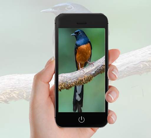 Bird Wallpaper screenshot 2