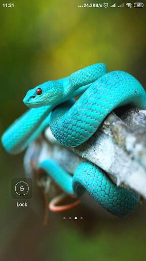 Snake Wallpaper screenshot 4