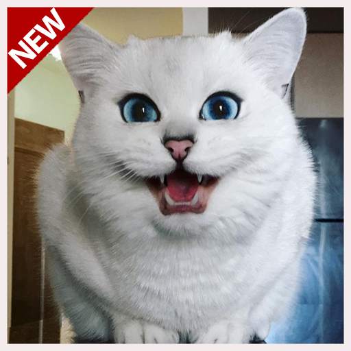 SUARA KUCING TERBAIK screenshot 6
