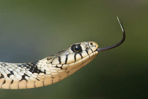 Snake Photo Frames screenshot 3
