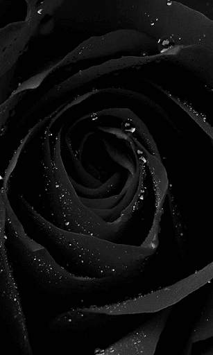 Black Rose HD Wallpaper screenshot 4