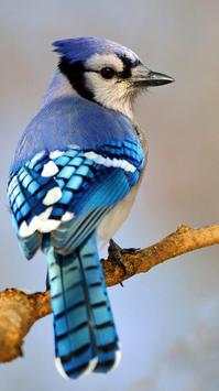 Beautiful Birds Wallpapers HD screenshot 13