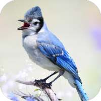 Blue Jay Sounds on 9Apps